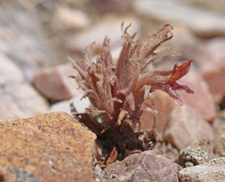 Image of flat-top broomrape