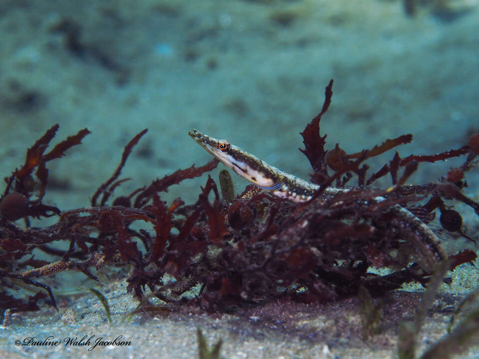 Image of Bluethroat Pikeblenny