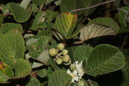 Sivun Rubus ellipticus Smith kuva