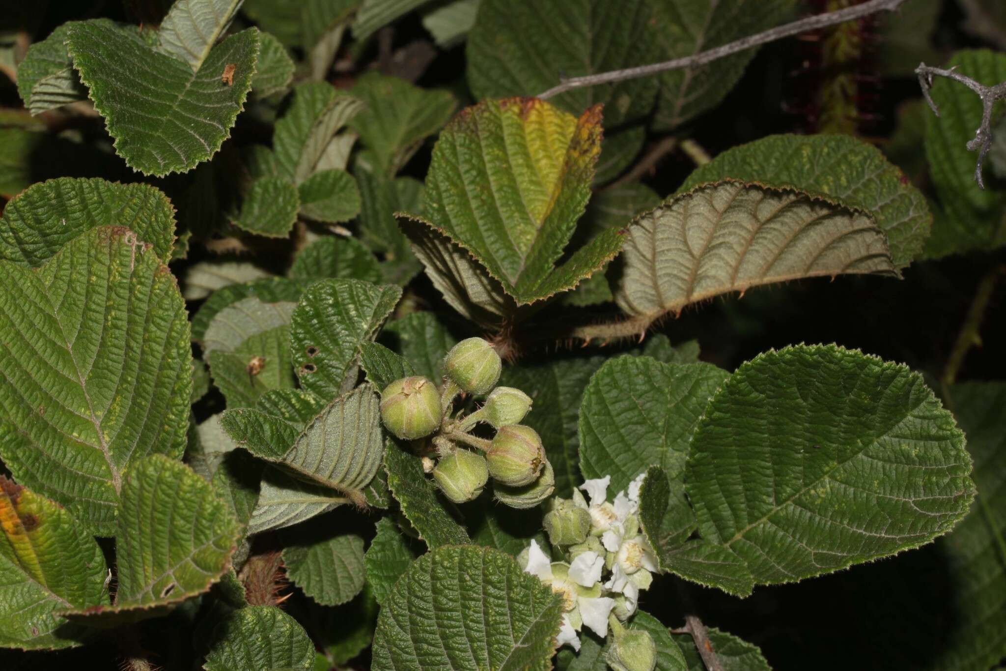 Sivun Rubus ellipticus Smith kuva