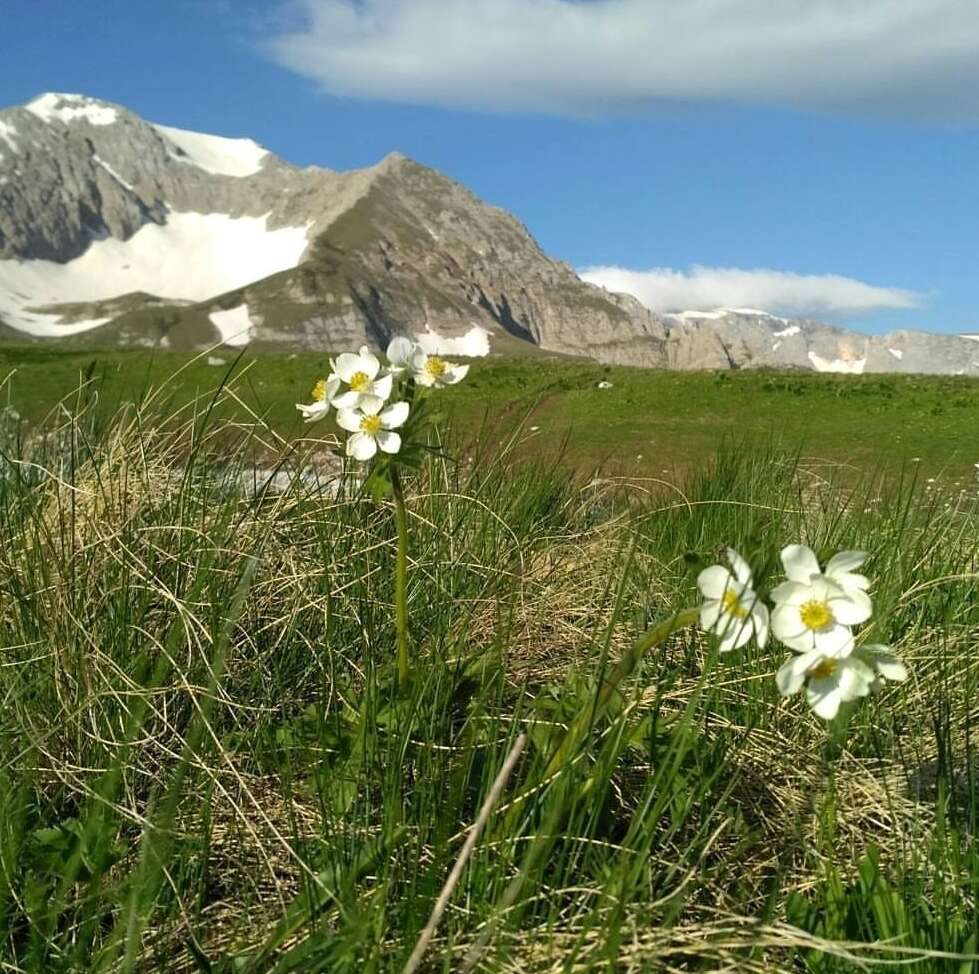 Anemonastrum narcissiflorum subsp. fasciculatum (L.) Raus的圖片