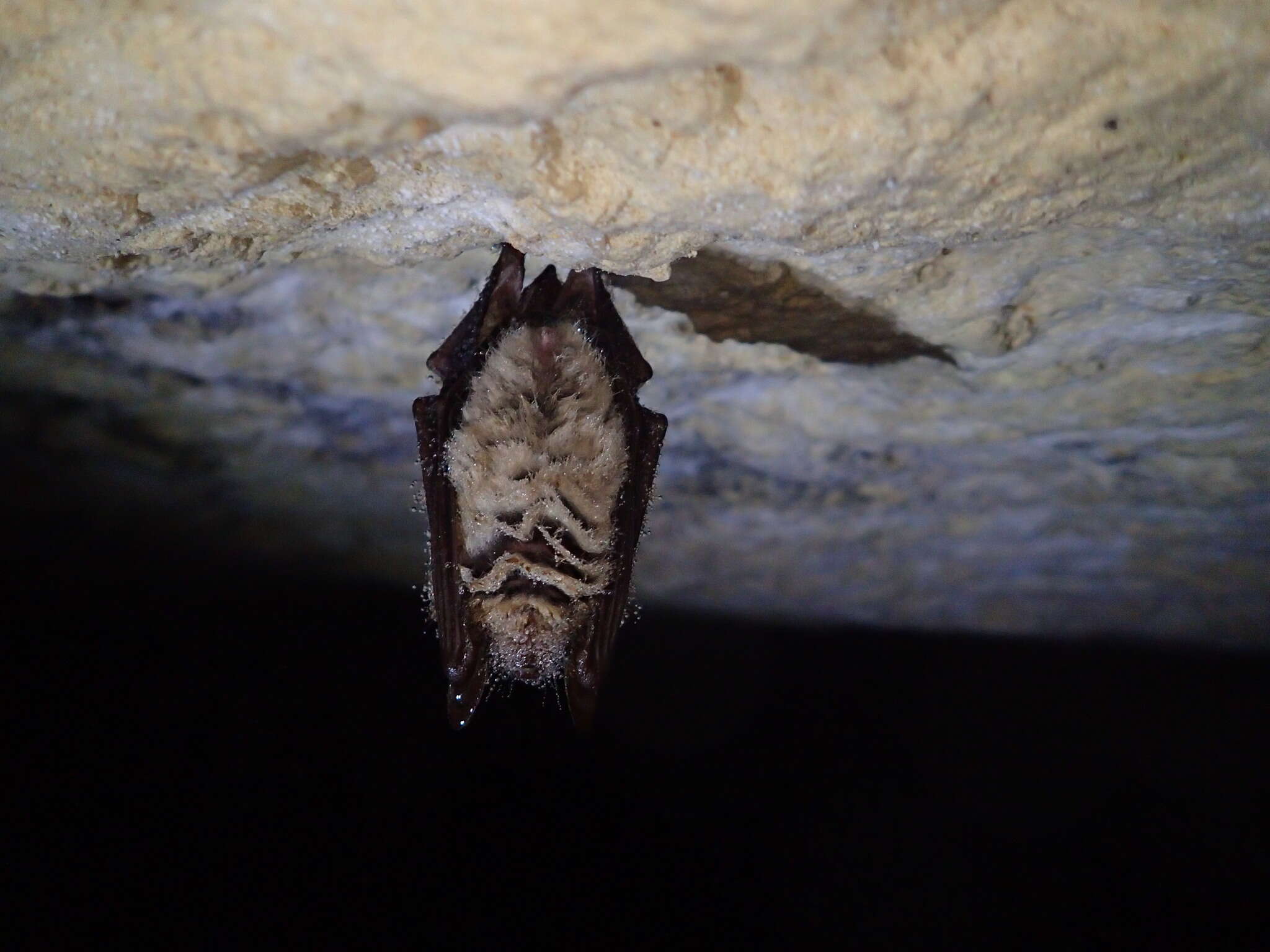 Myotis emarginatus (E. Geoffroy 1806) resmi