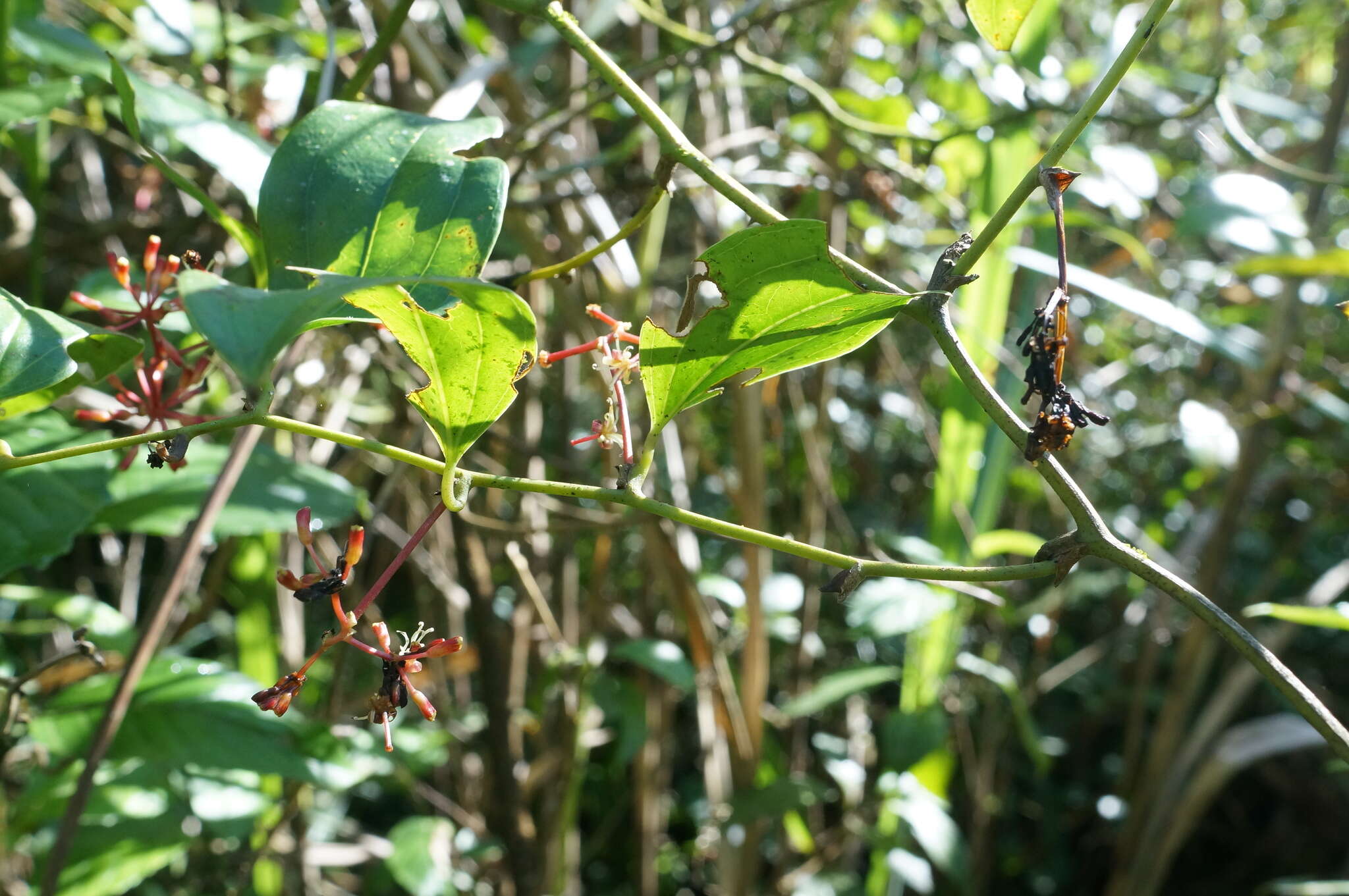 Smilax bracteata C. Presl resmi