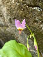 Plancia ëd Dodecatheon utahense (N. H. Holmgren) Reveal