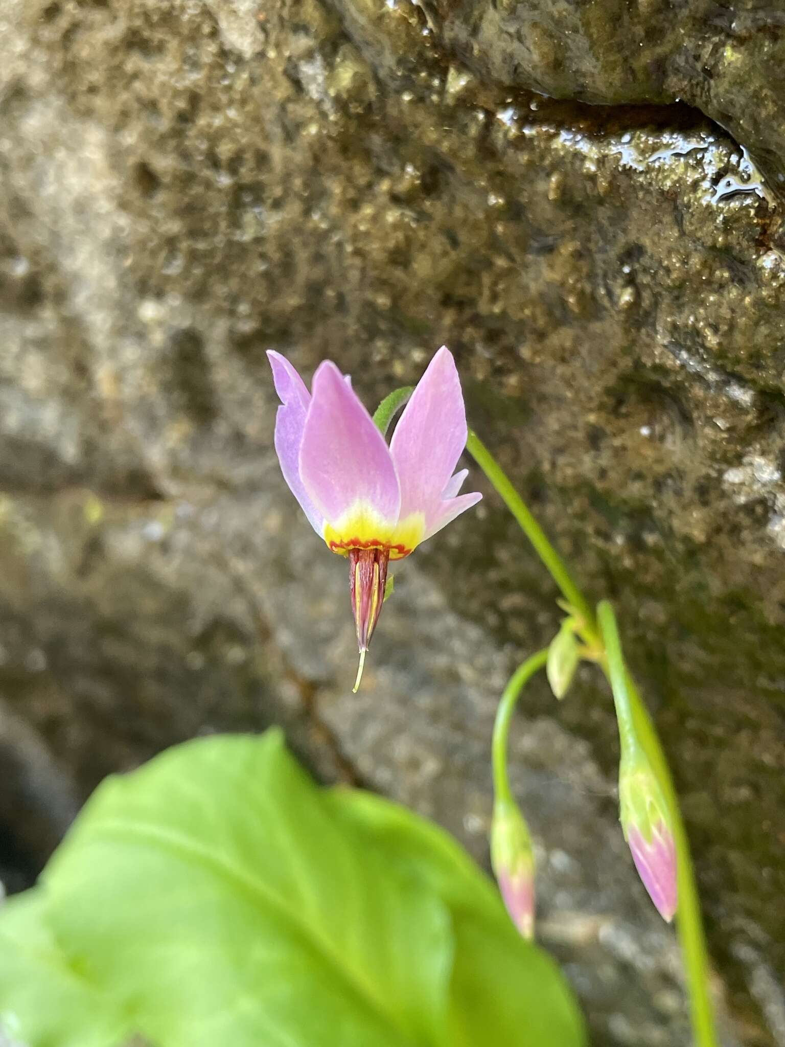 Plancia ëd Dodecatheon utahense (N. H. Holmgren) Reveal