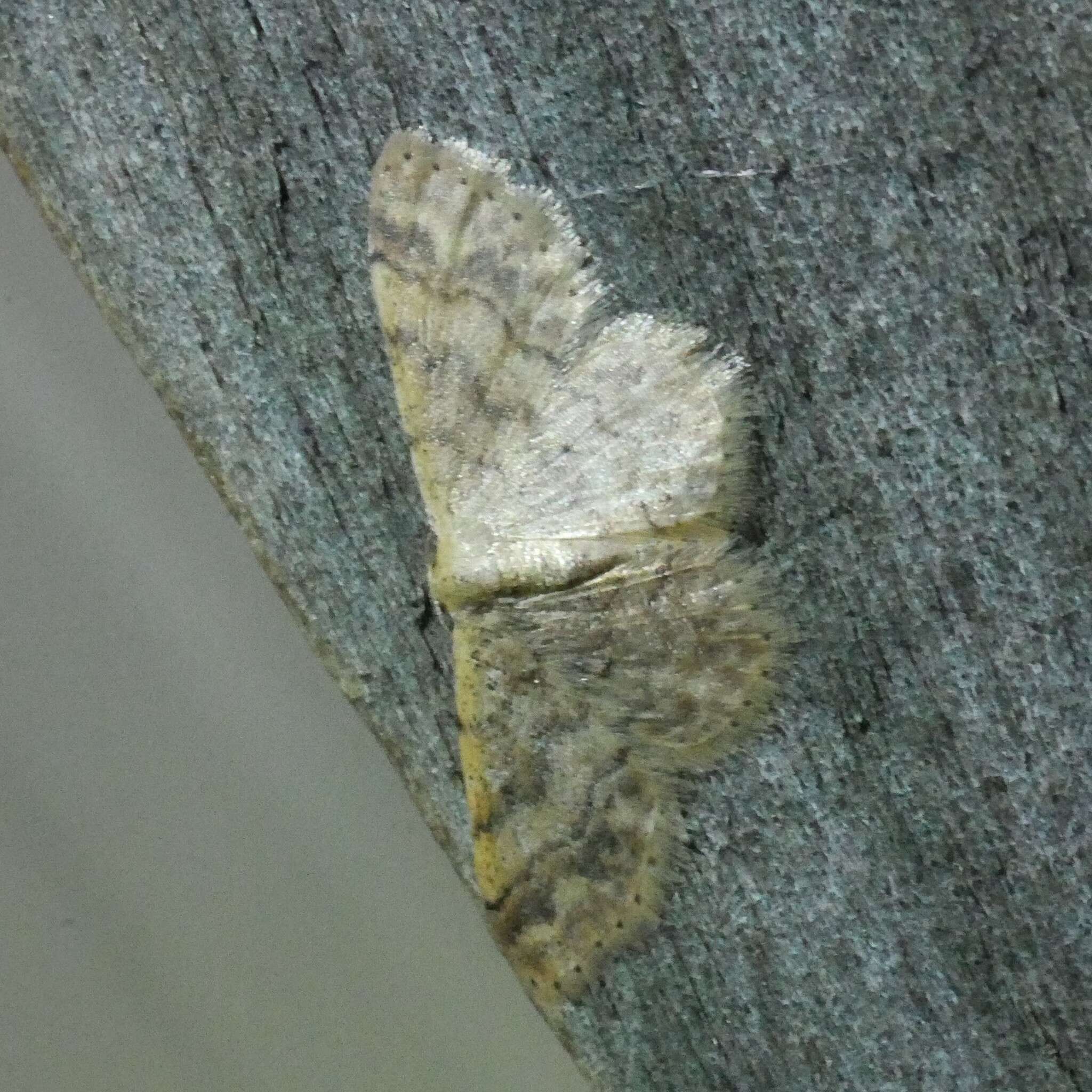 Image of Idaea elaphrodes Turner 1908