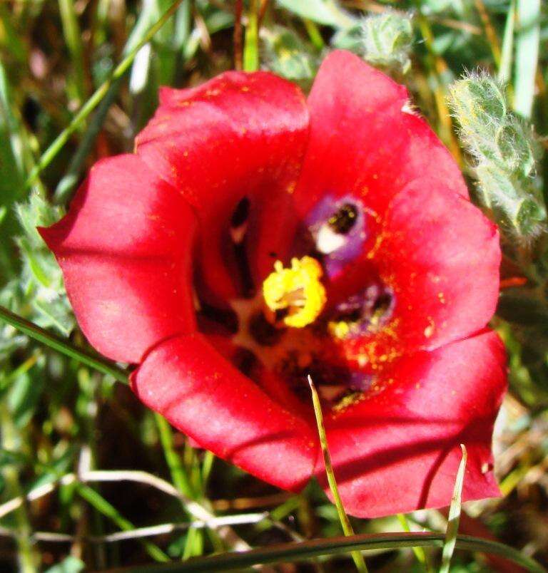 Image of Romulea monadelpha (Sweet ex Steud.) Baker