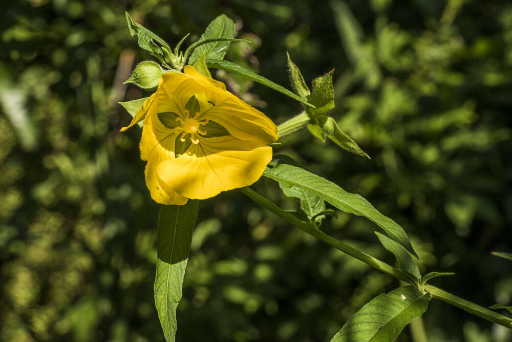 صورة Ludwigia bonariensis (Micheli) Hara