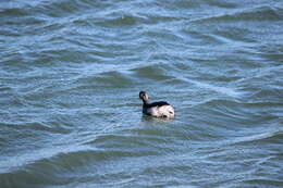 Imagem de Podiceps nigricollis californicus Heermann 1854