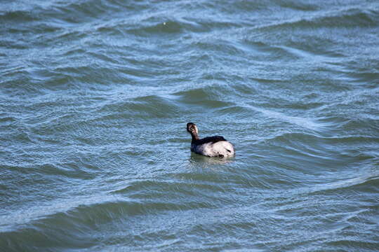 Imagem de Podiceps nigricollis californicus Heermann 1854