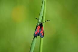 Image of <i>Zygaena romeo</i>