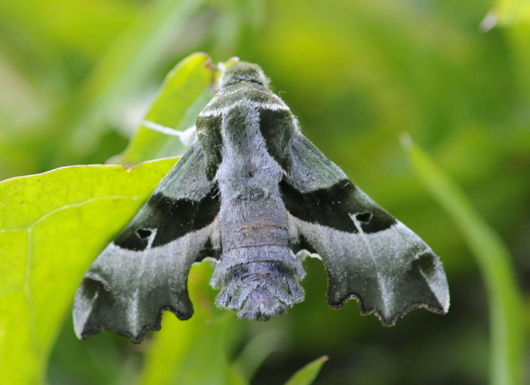 Image of Willowherb Hawkmoth