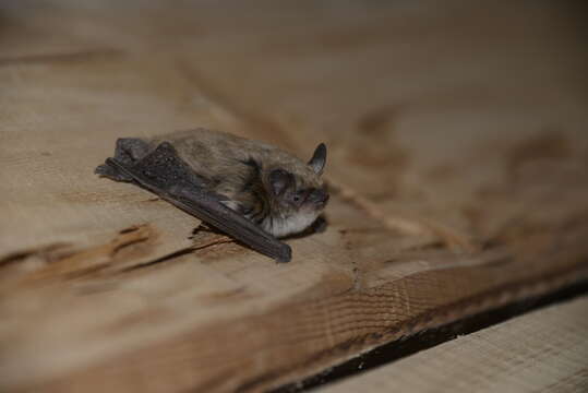 Image of David's Myotis