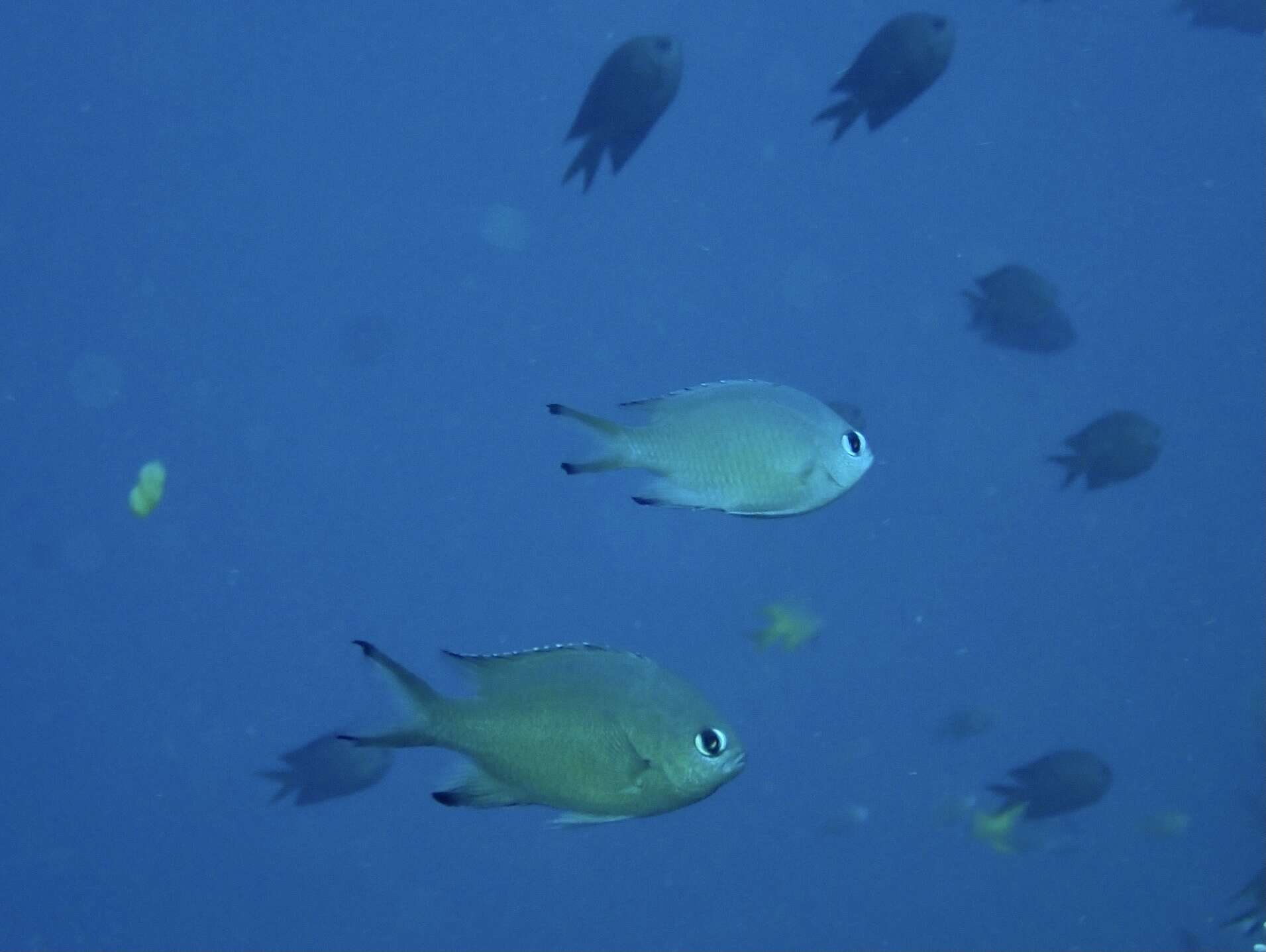 Image of Brown chromis