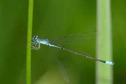 Image of Turquoise Bluet