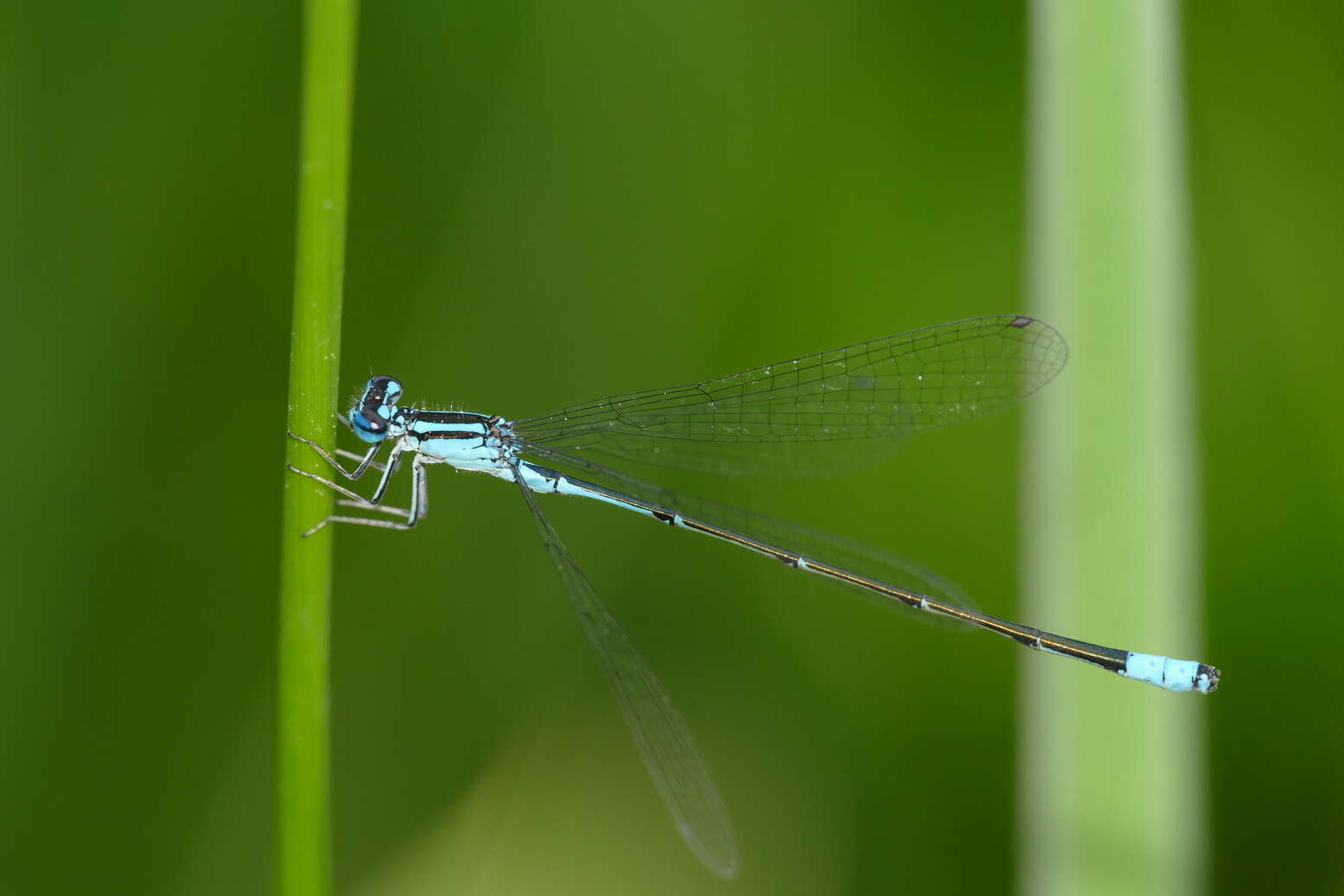 Image of Turquoise Bluet