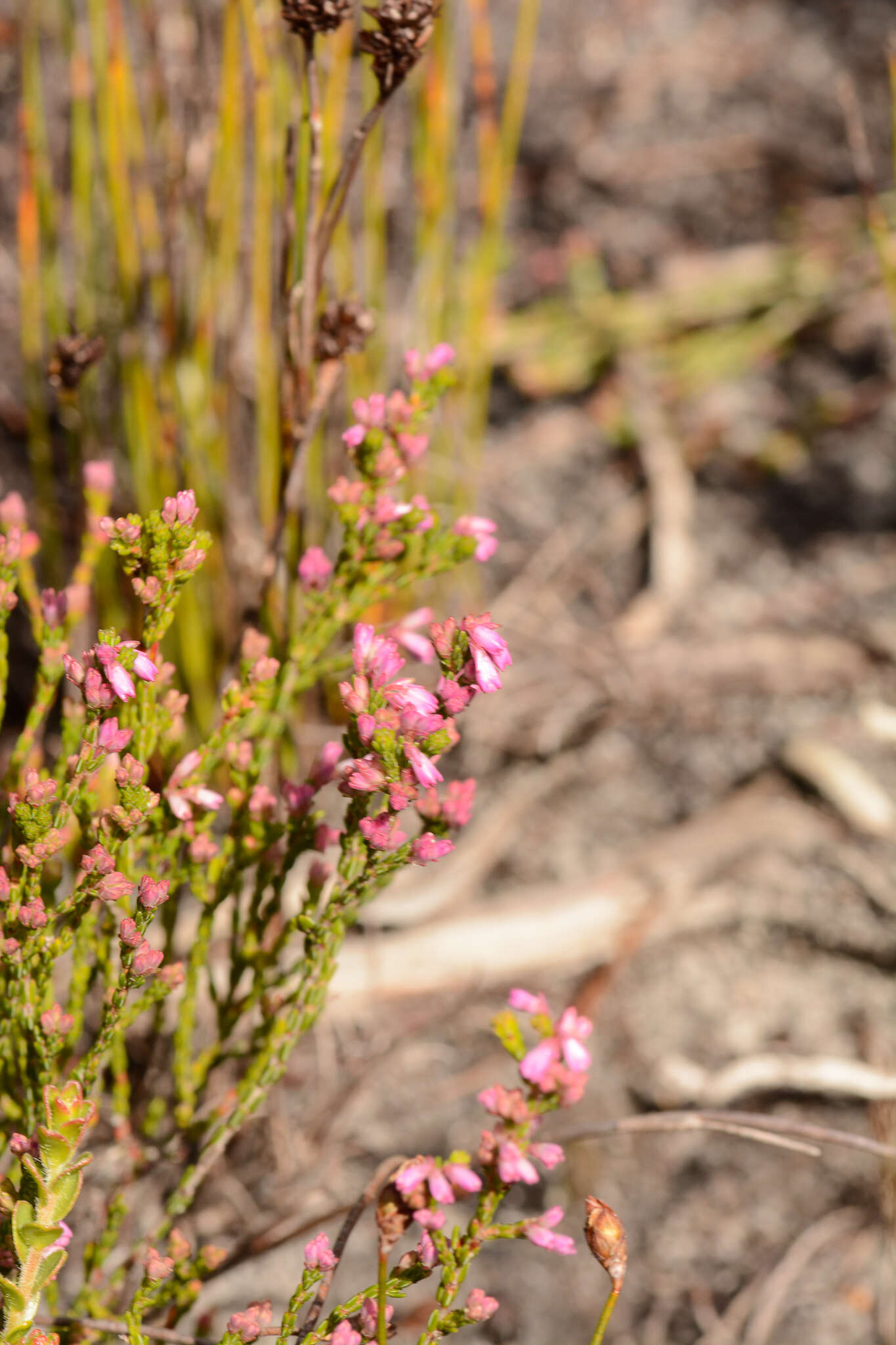 Image of Cud Heath