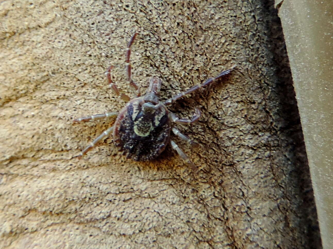 Image of Cayenne tick