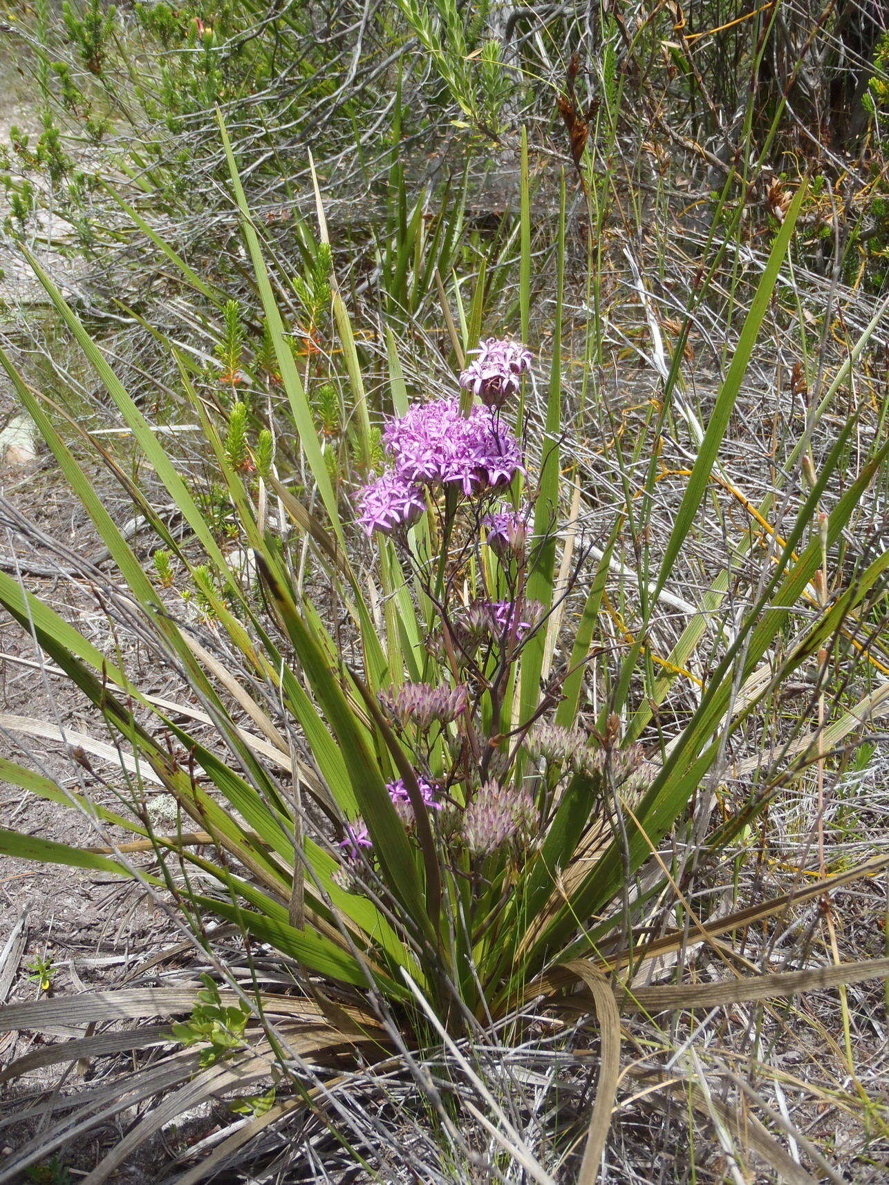 Image of <i>Corymbium <i>glabrum</i></i> var. glabrum