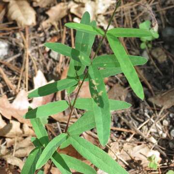 Image of Arizona ticktrefoil