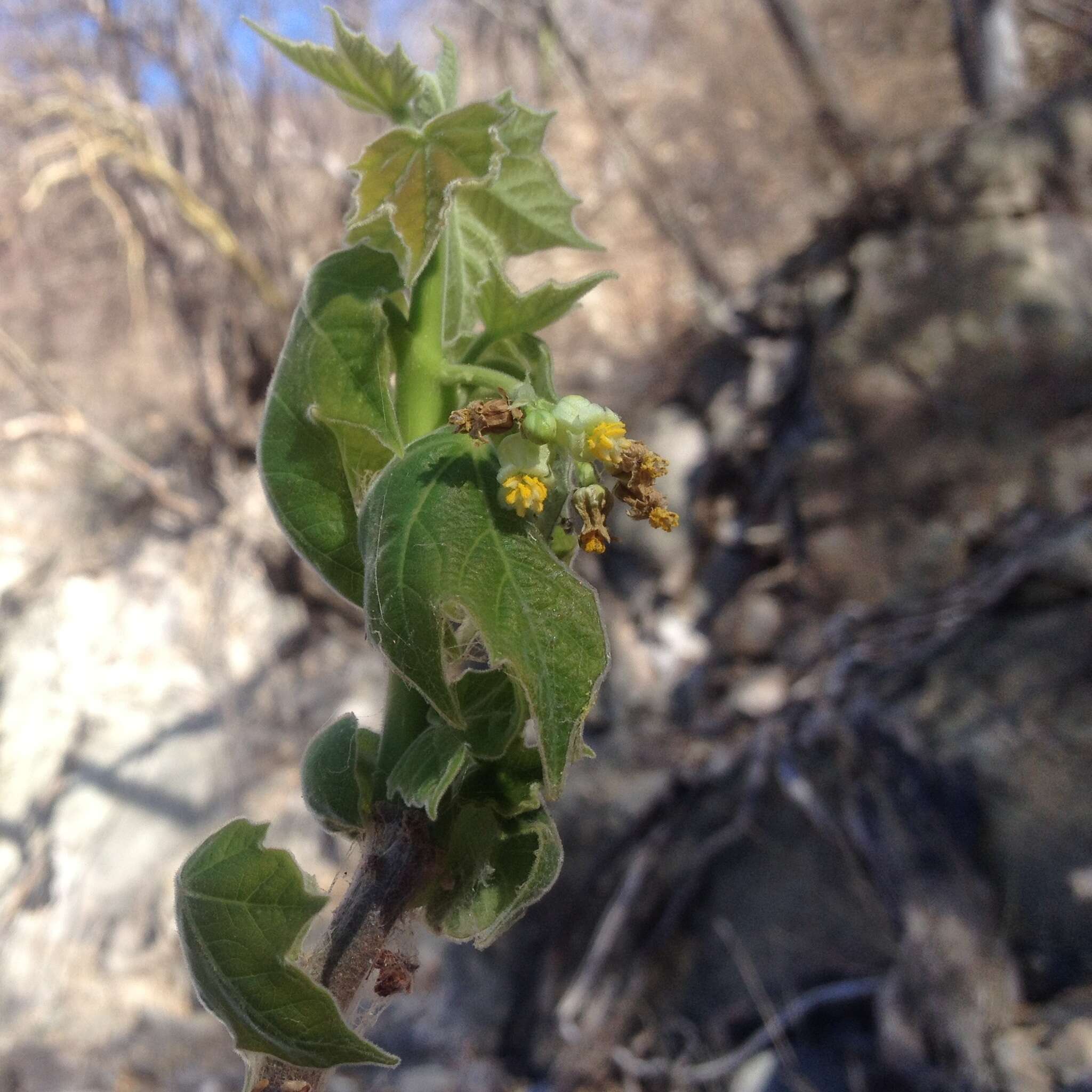 Sivun Jatropha malacophylla Standl. kuva