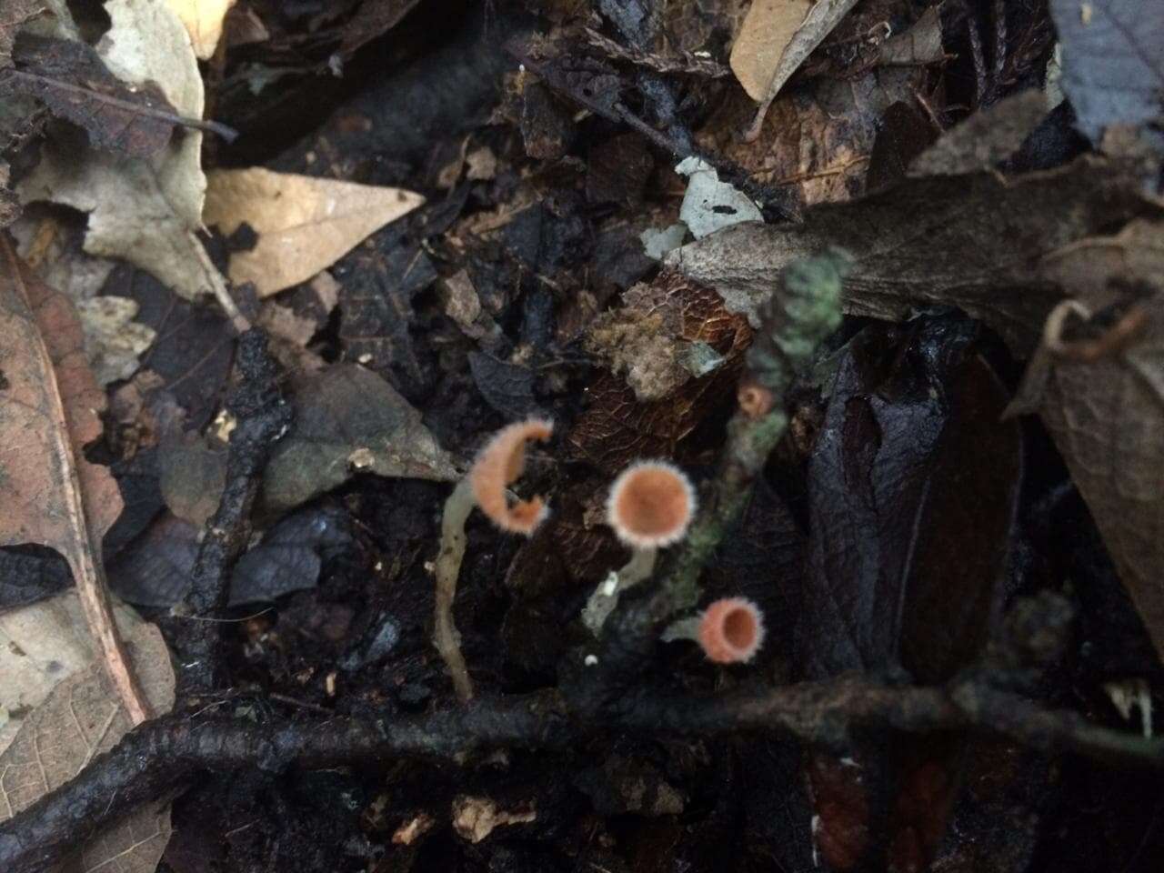 Image of Shaggy Scarlet Cup