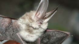 Image of Ozark big-eared bat