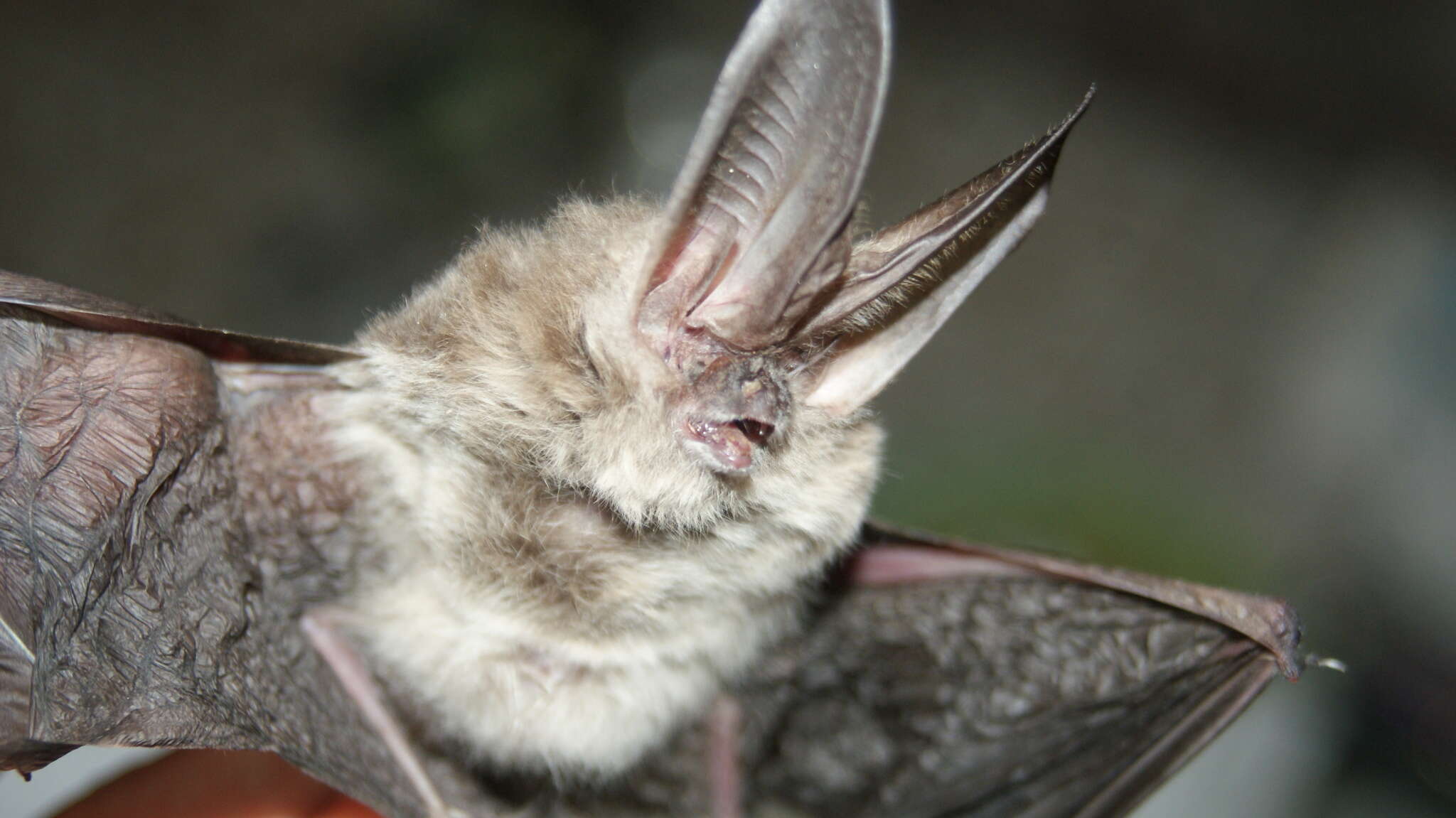 Image of Ozark big-eared bat