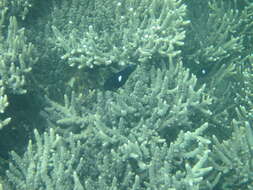 Image of Black Angelfish