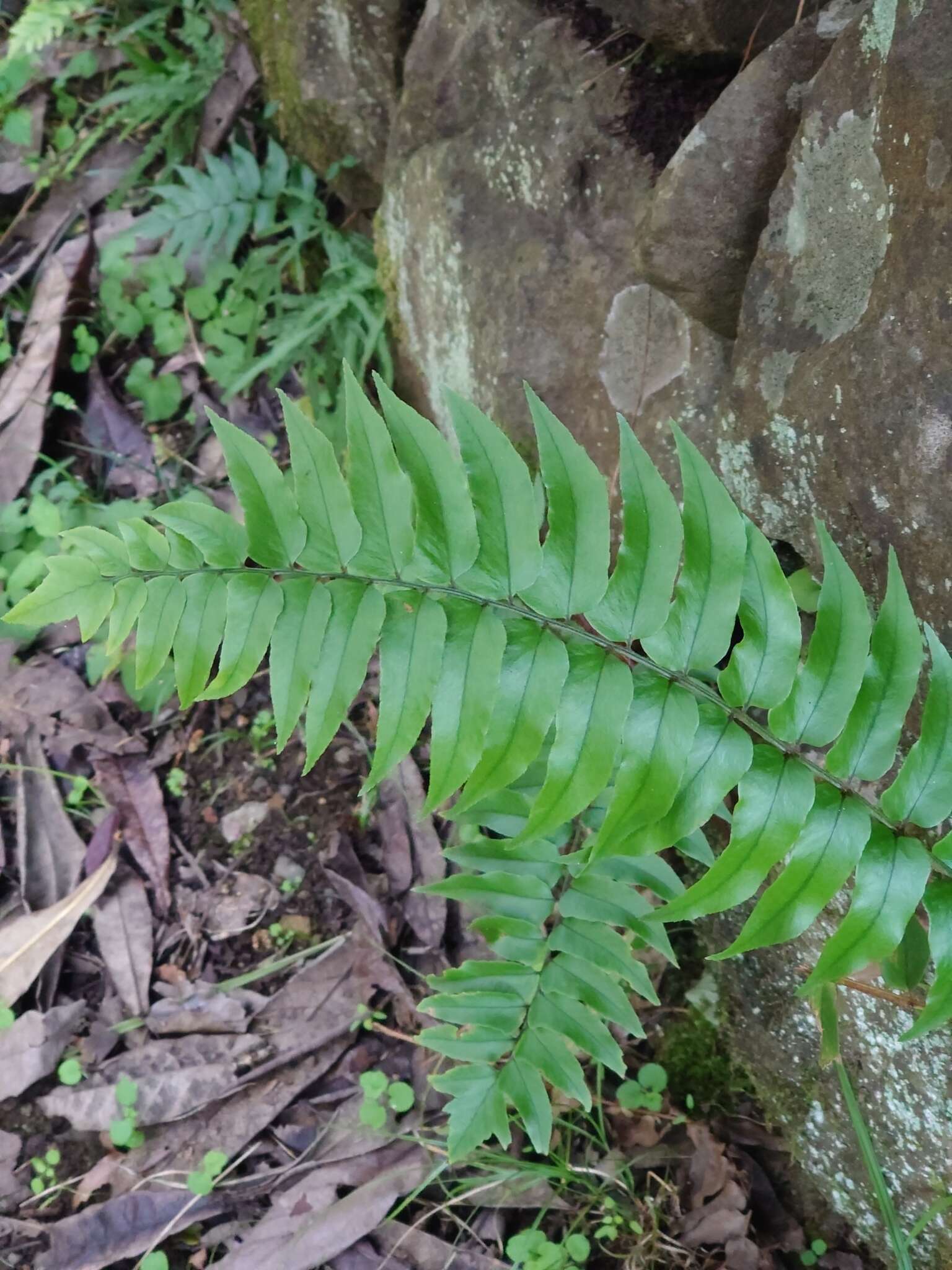 Image of Asian netvein hollyfern