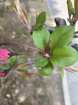 Слика од Malus halliana Koehne