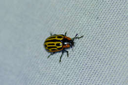 Image of Cottonwood Leaf Beetle