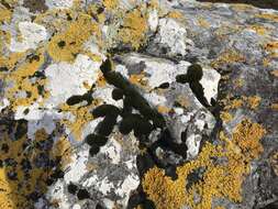 Image of seaside schistidium moss