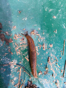 Image of Dusky Slug