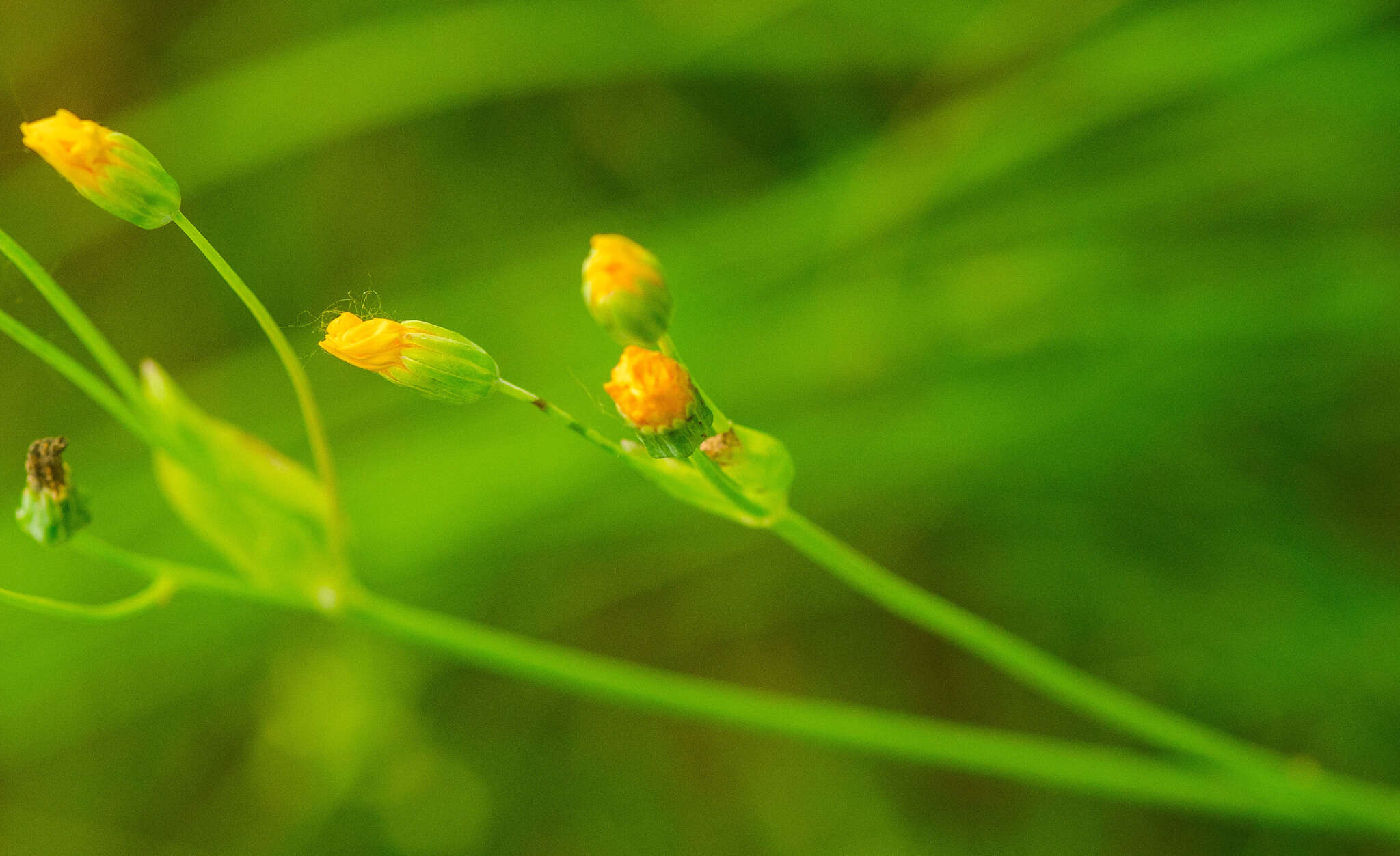 Image of twoflower dwarfdandelion