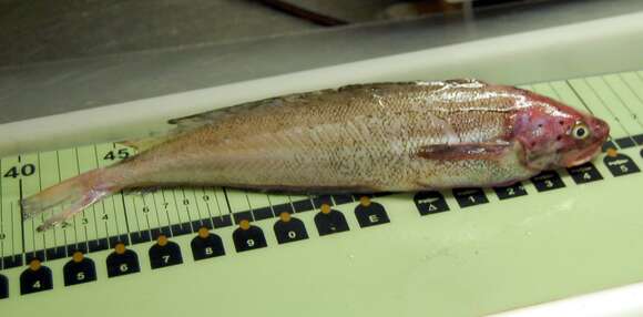 Image of Spotted Codling