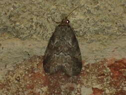 Image of White-lined Graylet