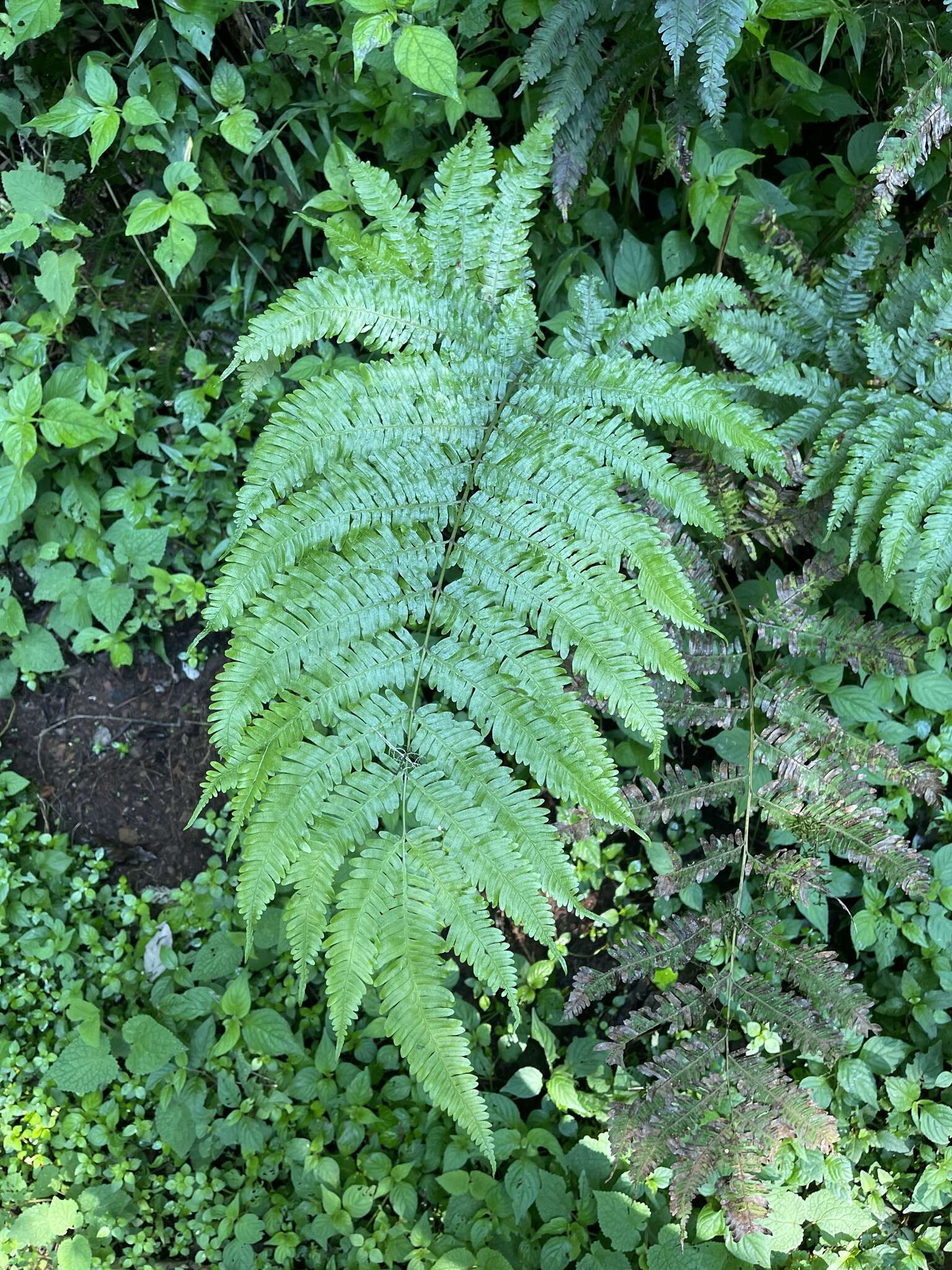 Sivun Pteris catoptera Kunze kuva