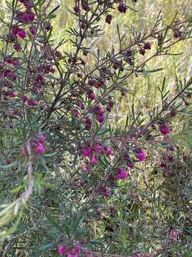 Image of Tall Boronia