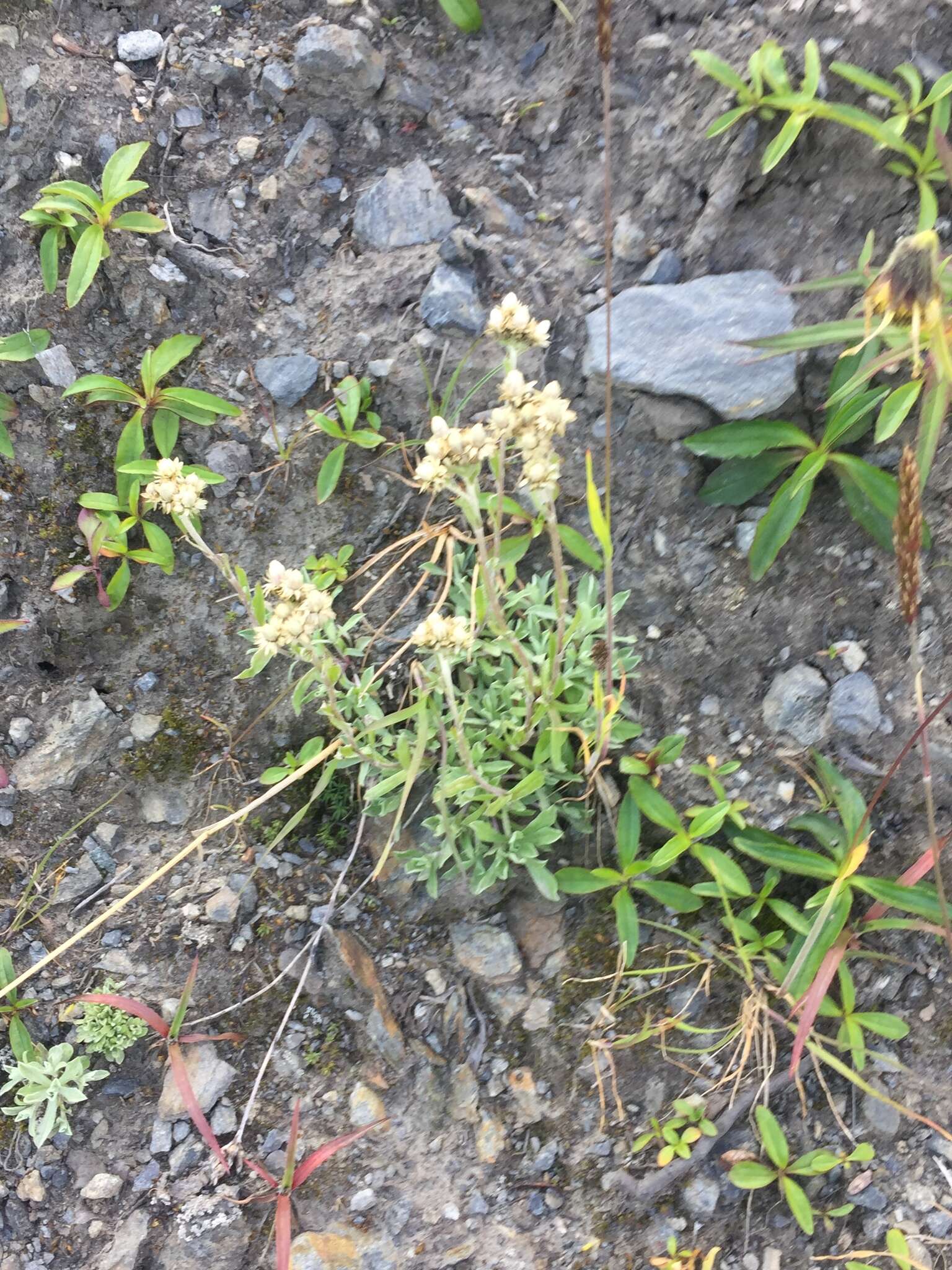 Antennaria friesiana (Trautv.) Ekman resmi