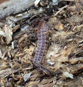 Image of Pseudopolydesmus pinetorum (Bollman 1888)