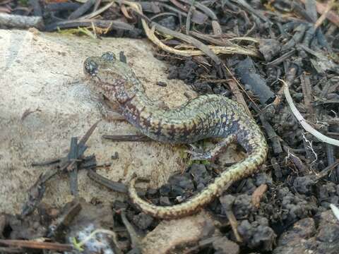 Image of Sacramento Mountain Salamander