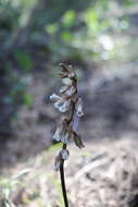 Image of Gastrodia lacista D. L. Jones