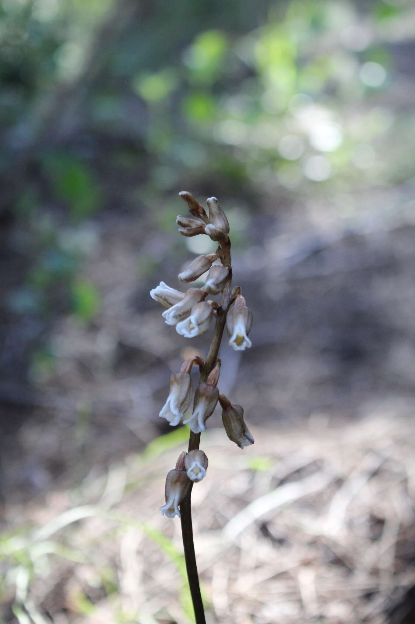 Image of Gastrodia lacista D. L. Jones