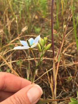 Image of Ixia monadelpha D. Delaroche