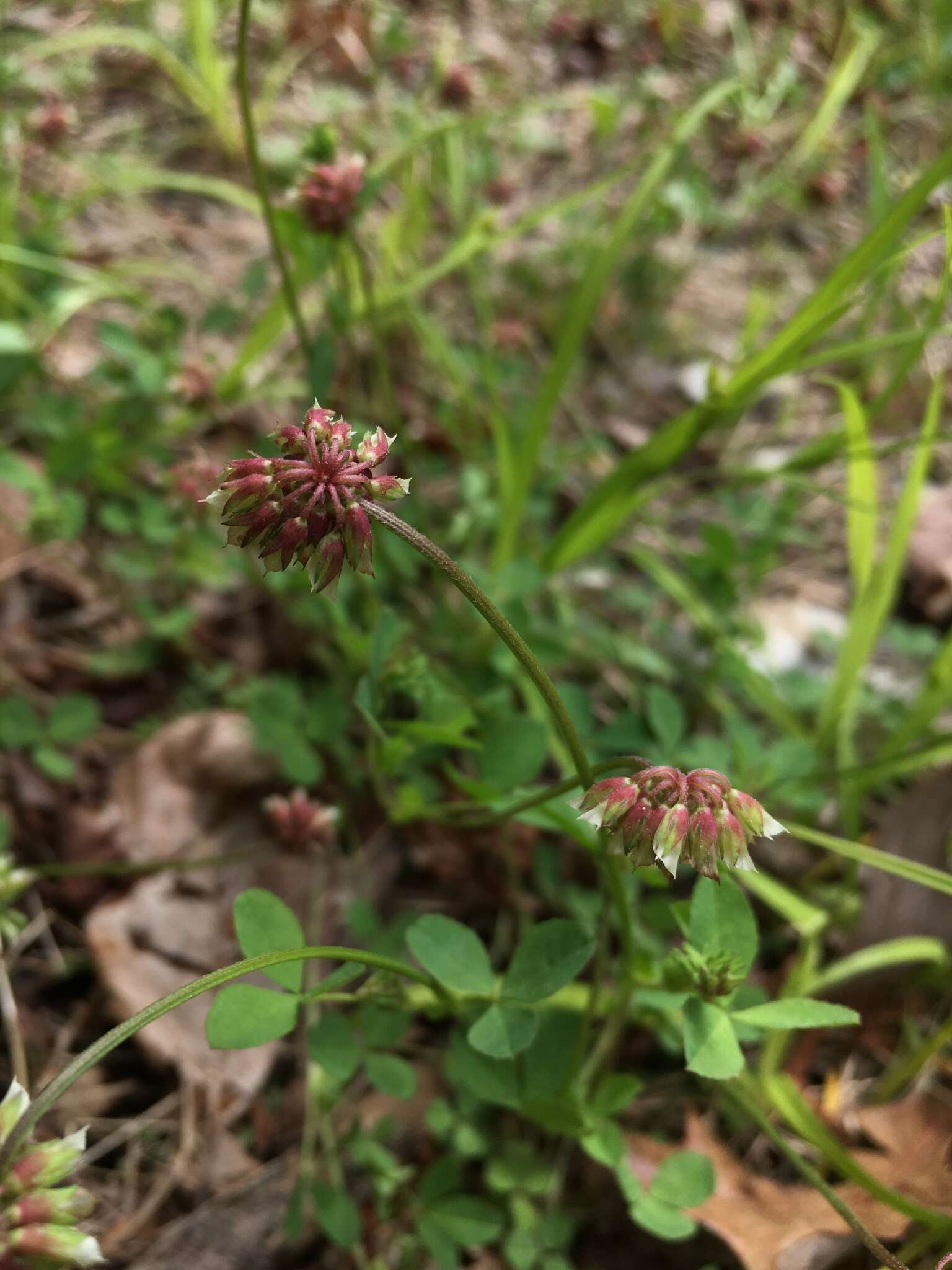 Image of Carolina clover