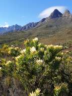 Image of Yellow bush