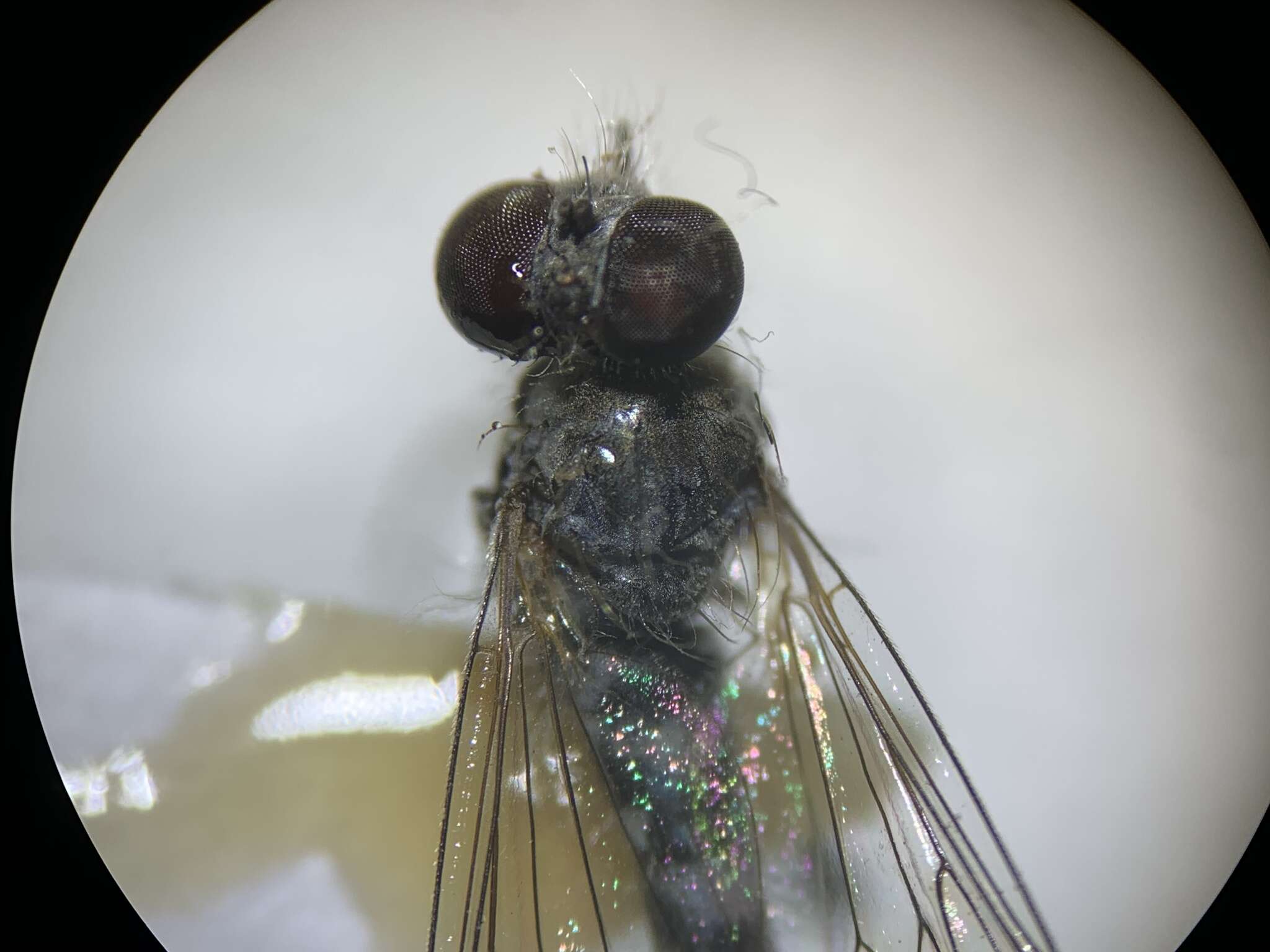 Image of Wilcoxia flavipennis Pollock & Reichert 2019