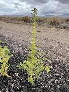 Image of spiny caper