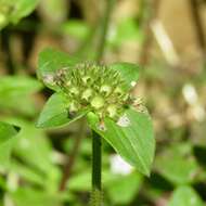 Image of rough Mexican clover